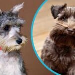 why schnauzers are the worst dogs